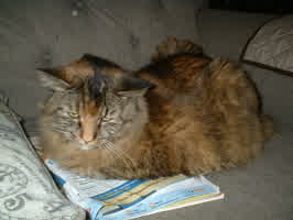 Millie on the couch, laying on top of a magazine.