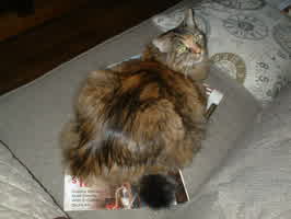 Millie on the couch, laying on top of a couple magazines.