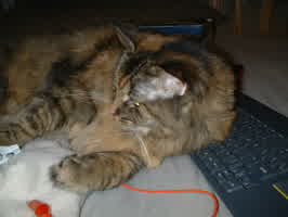 Millie laying on my bed with a keyboard behind her.