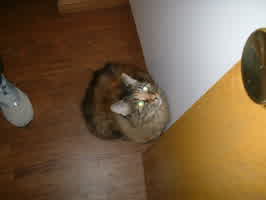 MMillie sitting in front of a cubbard door. She looks like she's begging.