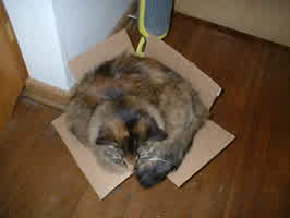Millie sitting in a small box.