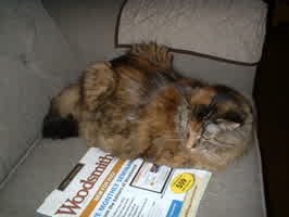 Millie on the couch, with a Woodsmith magazine next to her.
