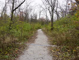 A gravel trail in a forest. Some of the trees have dropped their leaves, while others have green or yellow leaves.