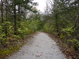 Further down a gravel trail in a forest. Half of the trees have green leaves, and some evergreen trees are next to the trail.