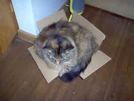 Millie in a box