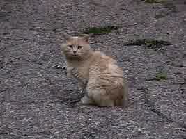 A stray street cat
