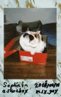 Sophie in a shoebox