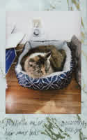 Millie in one of her many beds