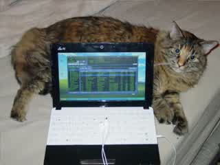 Millie, a fat tabby cat, sitting behind an Asus EeePC netbook.