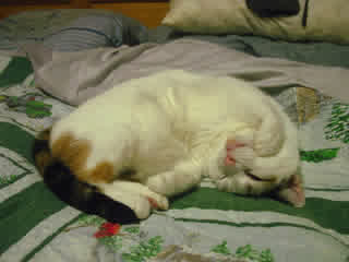 Sophie, a normal sized calico cat, laying slightly curled on a bed. Her right front paw is positioned to the right of her mouth.