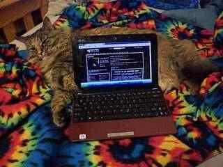 Millie, a fat tabby cat, sitting behind an Asus EeePC netbook.