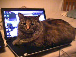 Millie sitting on my 15 inch ThinkPad.