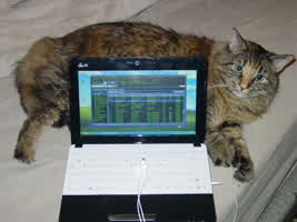 My fluffy chonker Millie behind my netbook