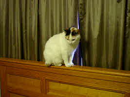 Sophie standing on the headboard of my parents' bed.