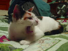 Sophie, mid-yawn
