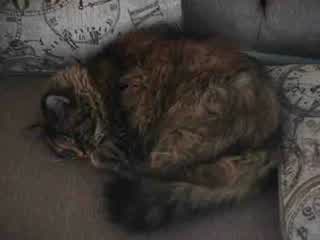 An image of Millie, a flat brown tabby cat, curled up on a couch.